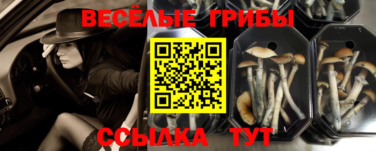 Псилоцибиновые грибы GOLDEN TEACHER  Вход с VPN  хочу наркоту  Псилоцибиновые грибы ЛСД  Армавир 